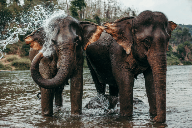 Elephant Sanctuary